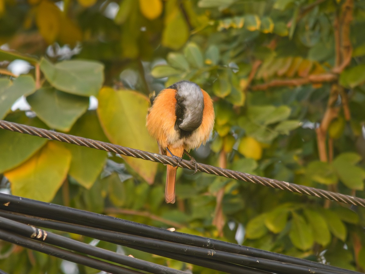 Daurian Redstart - ML646222215