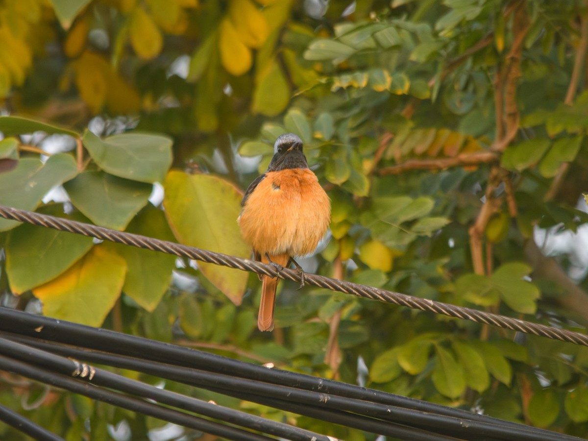 Daurian Redstart - ML646222216