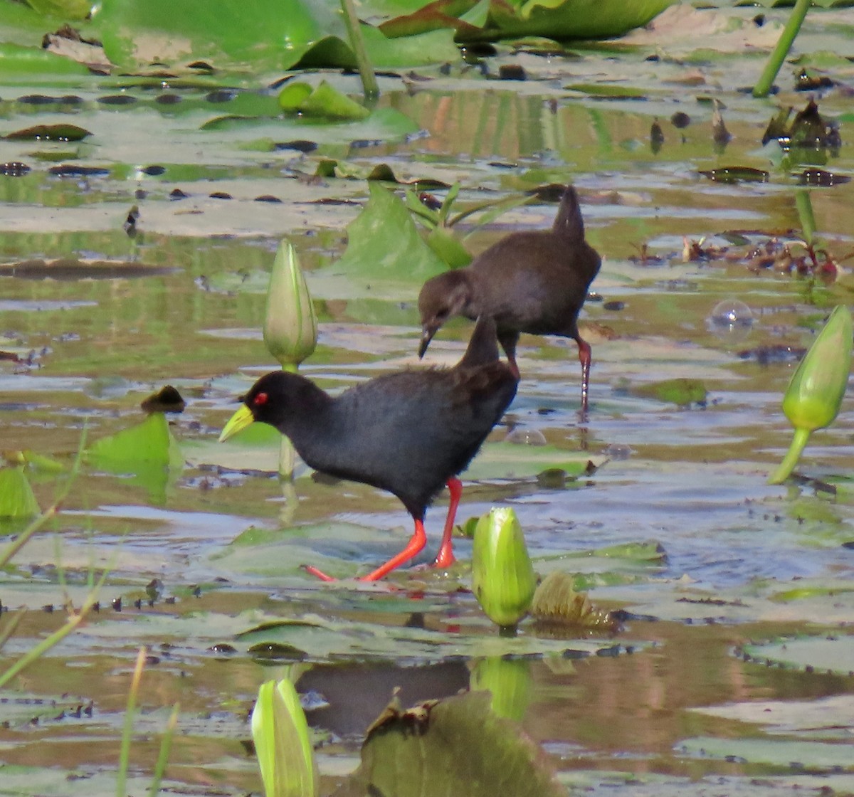 Black Crake - ML646222222