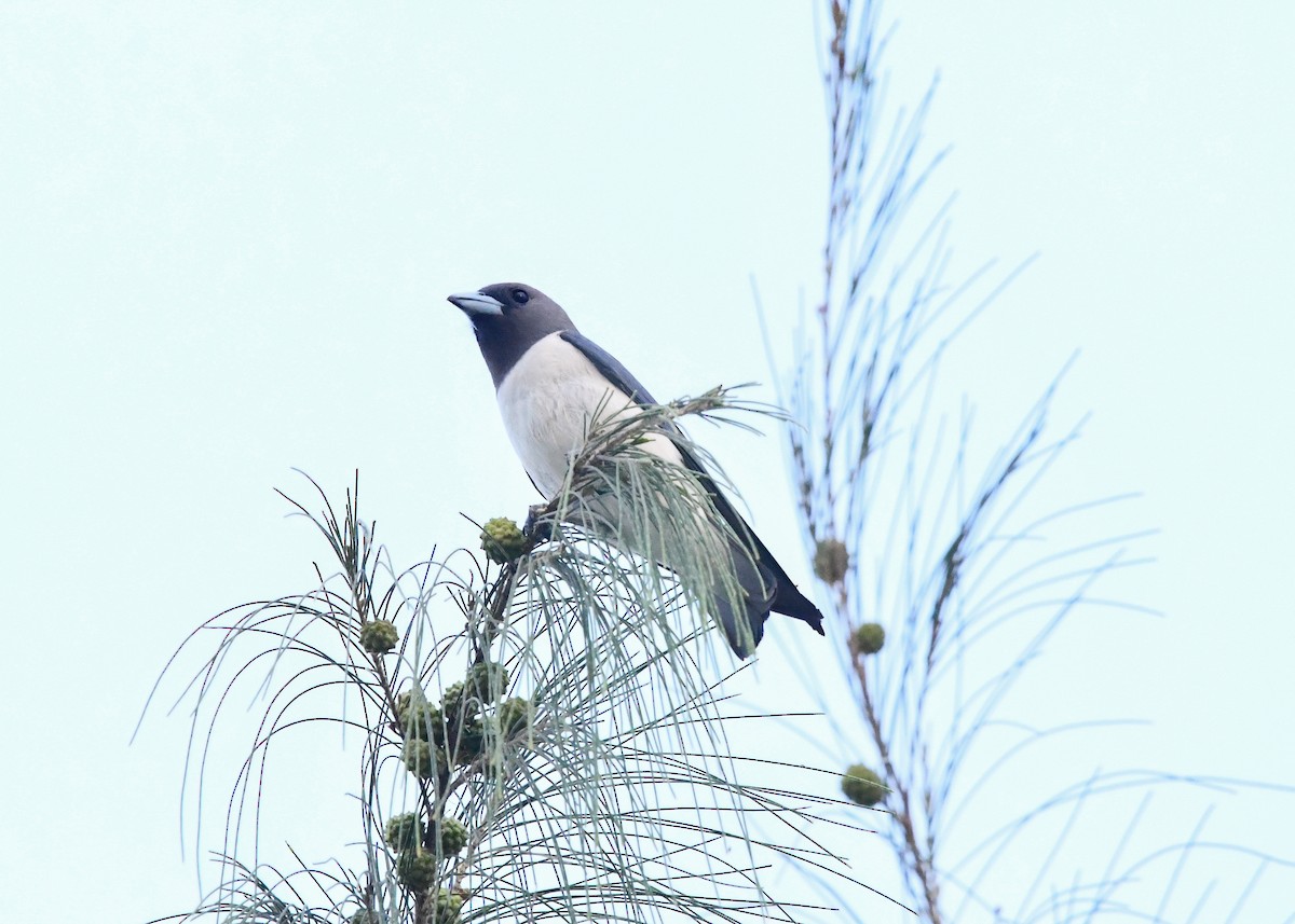 White-breasted Woodswallow - ML646222227