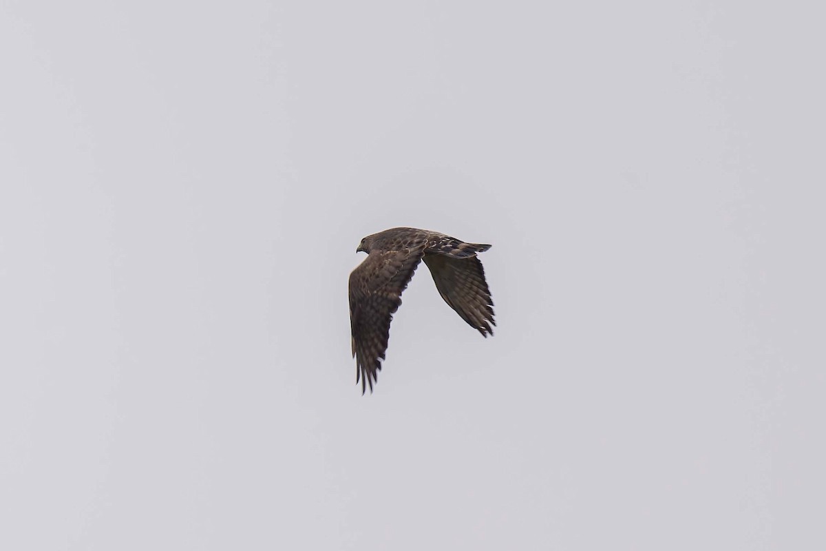 Broad-winged Hawk (Northern) - ML646222229