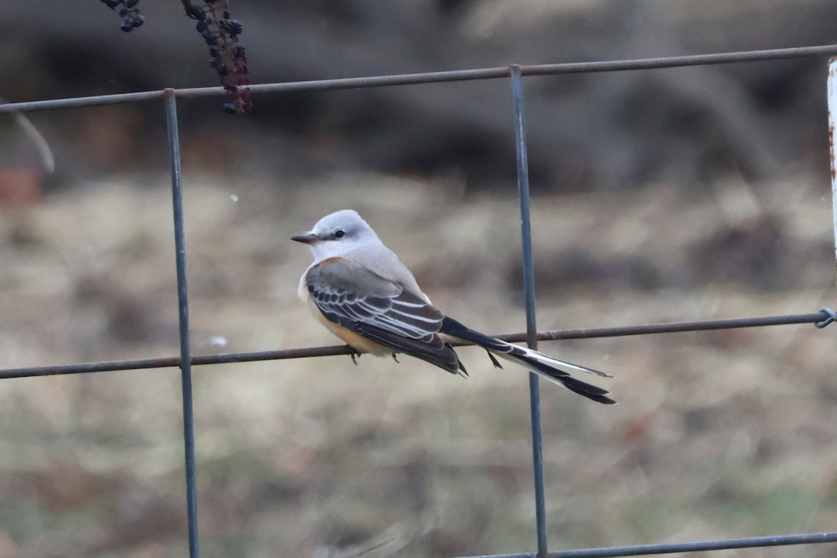 Scissor-tailed Flycatcher - ML646222235