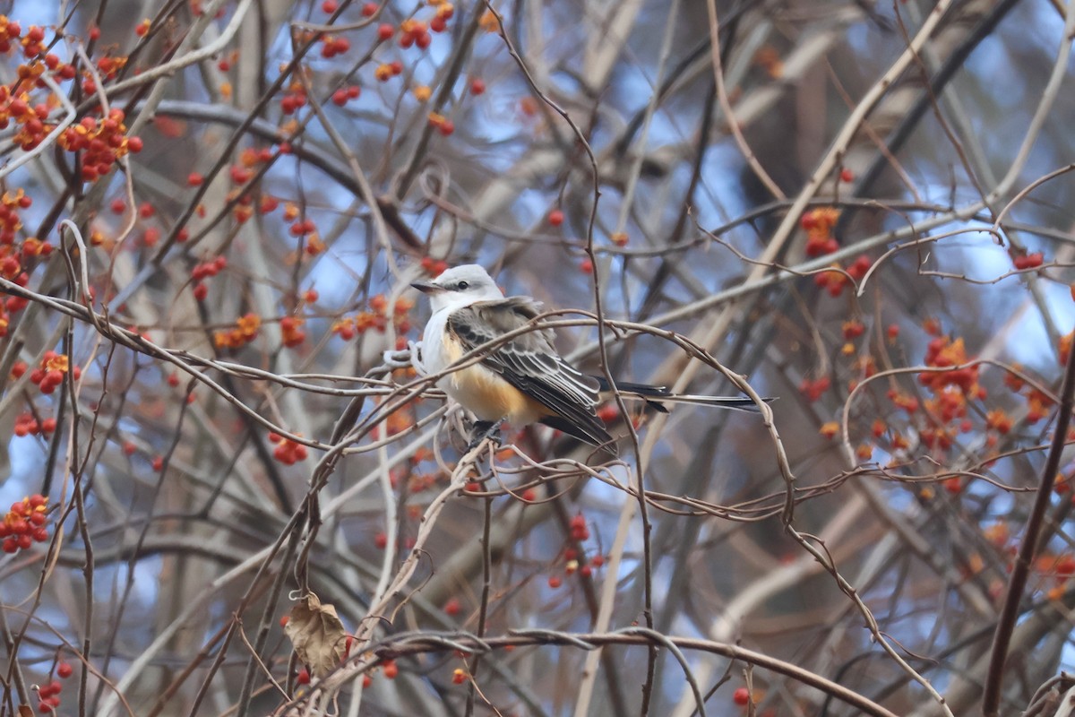 Scissor-tailed Flycatcher - ML646222236