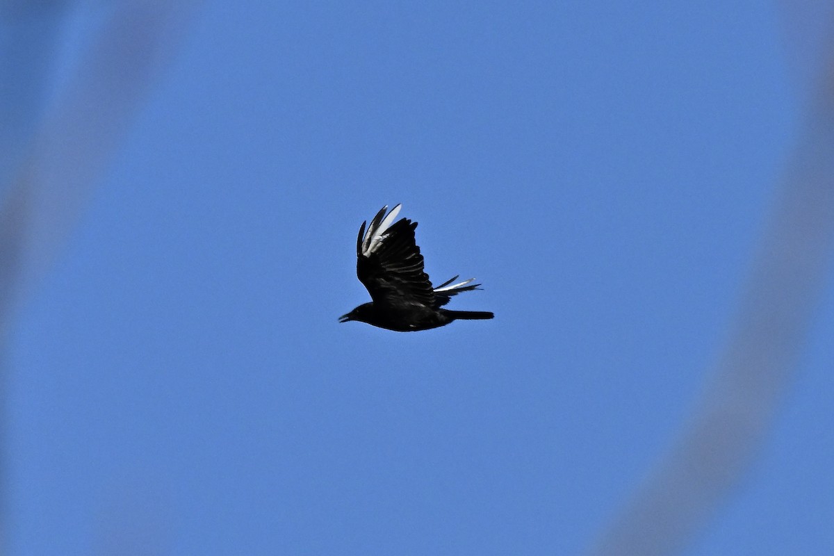 アメリカガラス - ML646222249