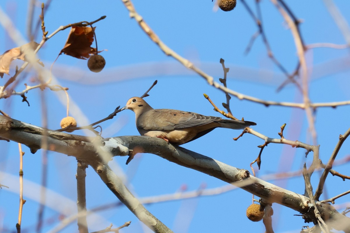 Mourning Dove - ML646222250