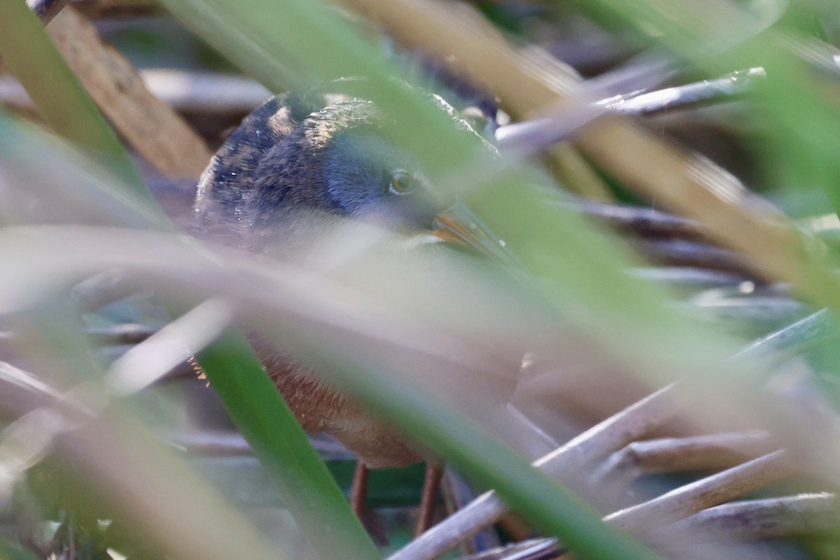 Пастушок віргінський - ML646222251