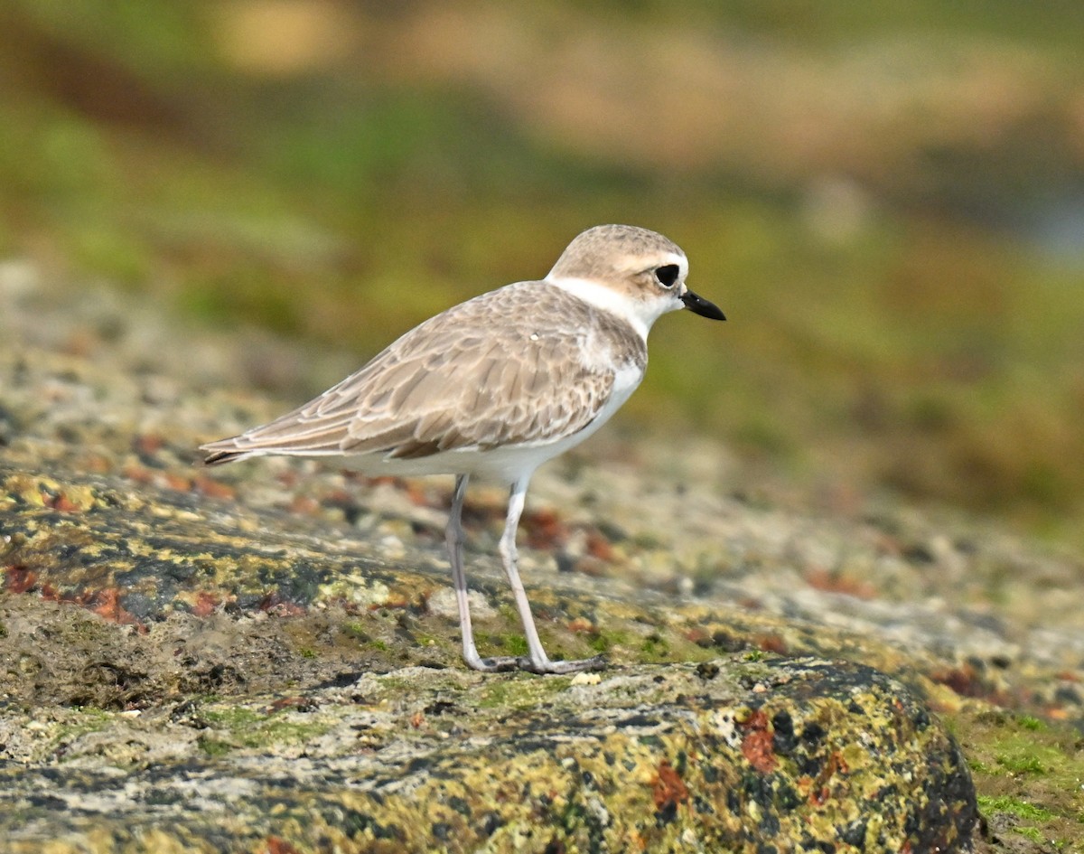 Tibetan Sand-Plover - ML646222254