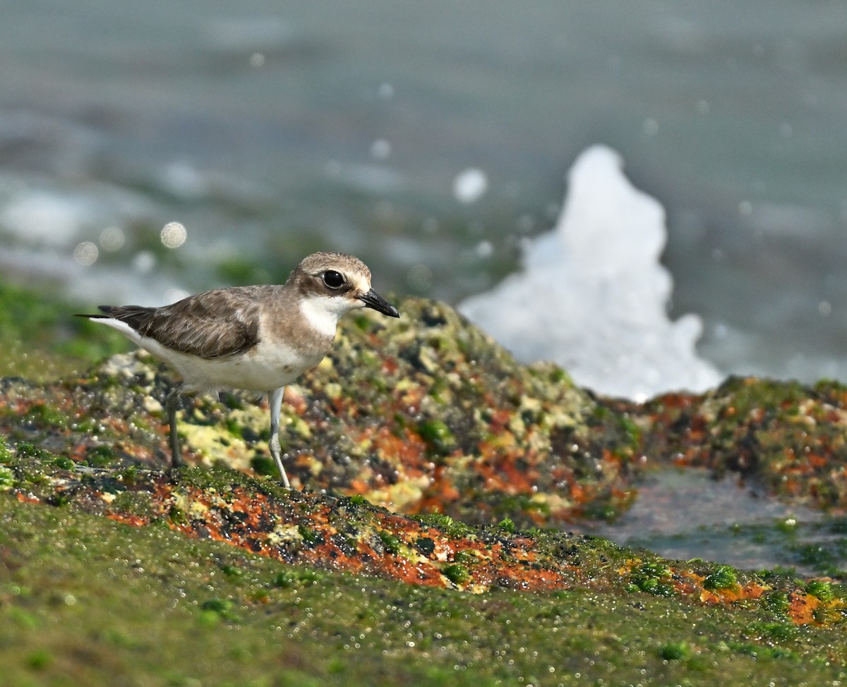 Tibetan Sand-Plover - ML646222255
