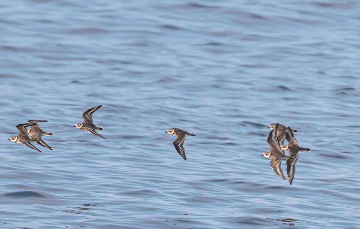 Semipalmated Plover - ML646222258