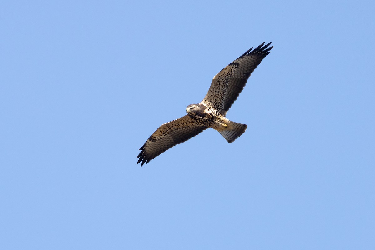 アレチノスリ - ML646222262