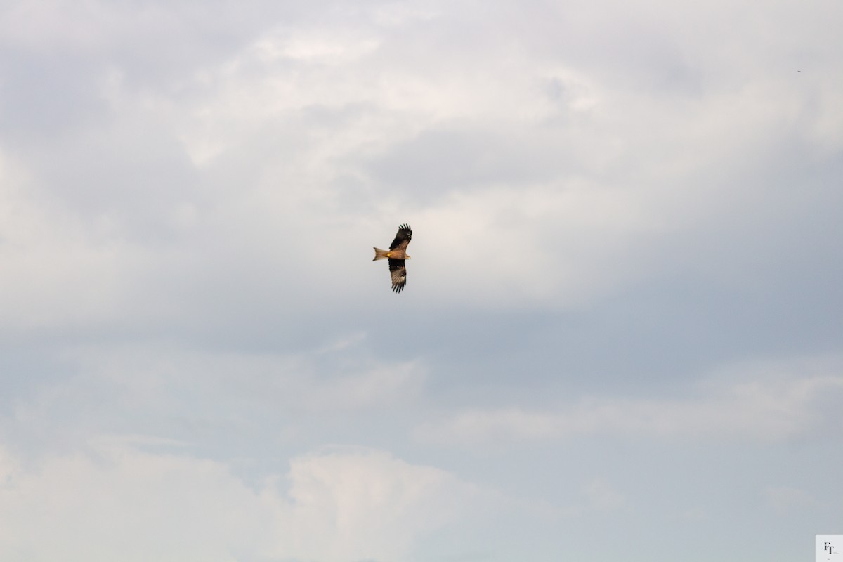 黑鳶 - ML646222274