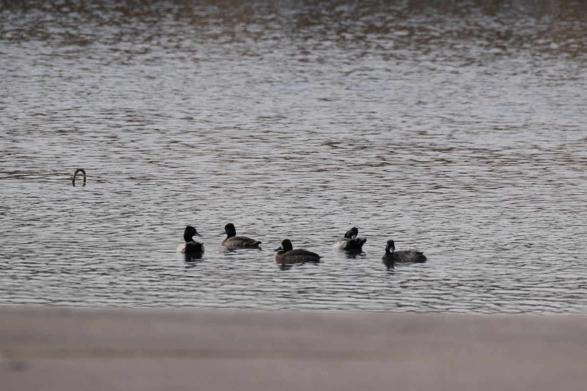 Lesser Scaup - ML646222275