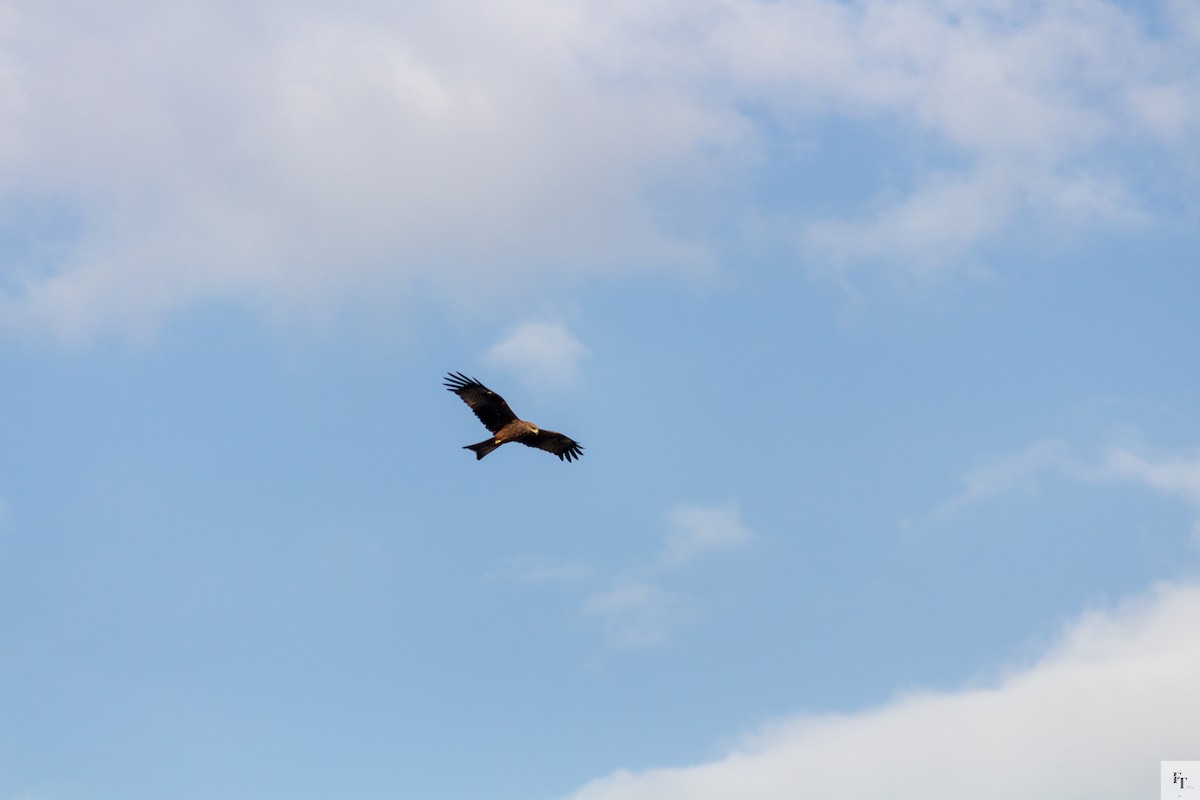 黑鳶 - ML646222276