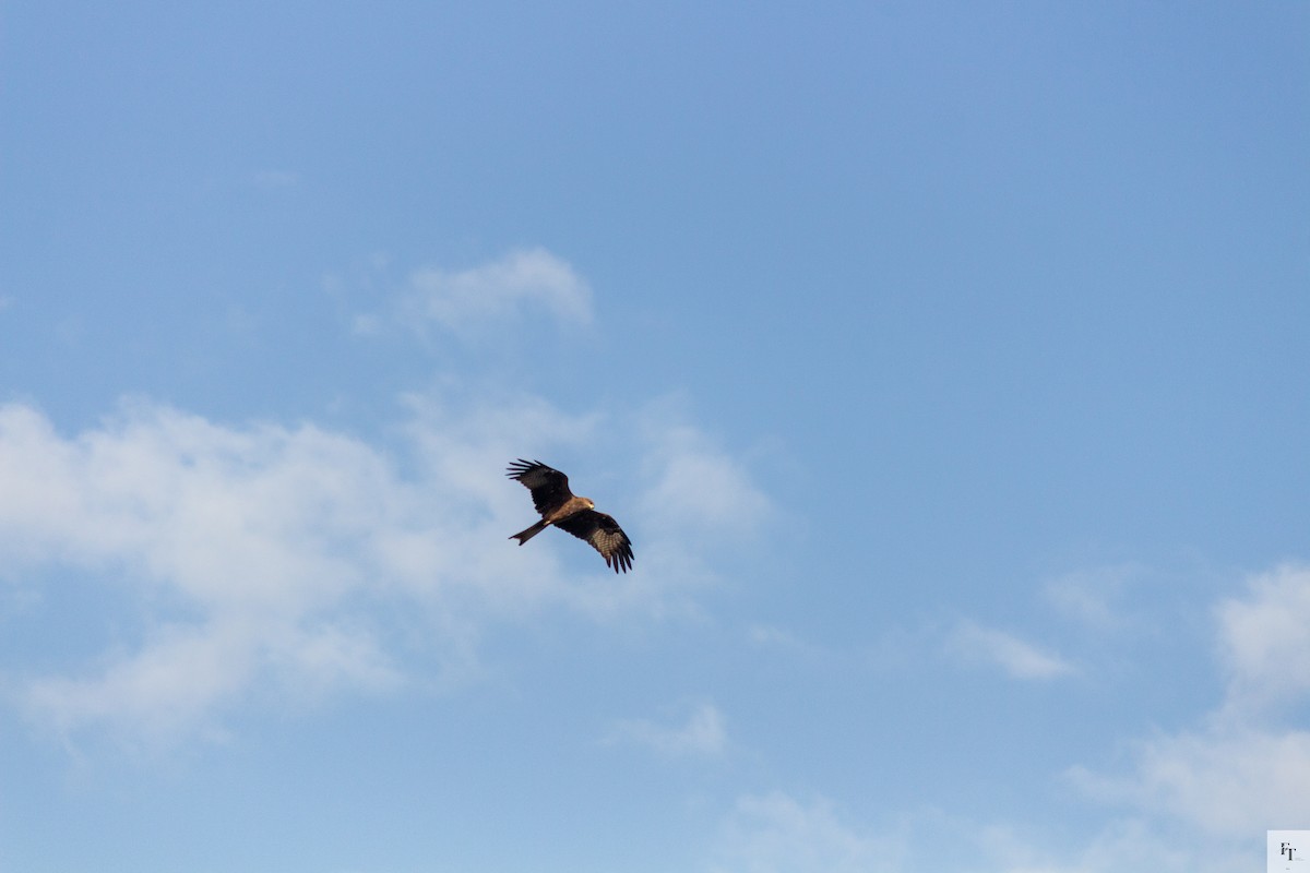 黑鳶 - ML646222279