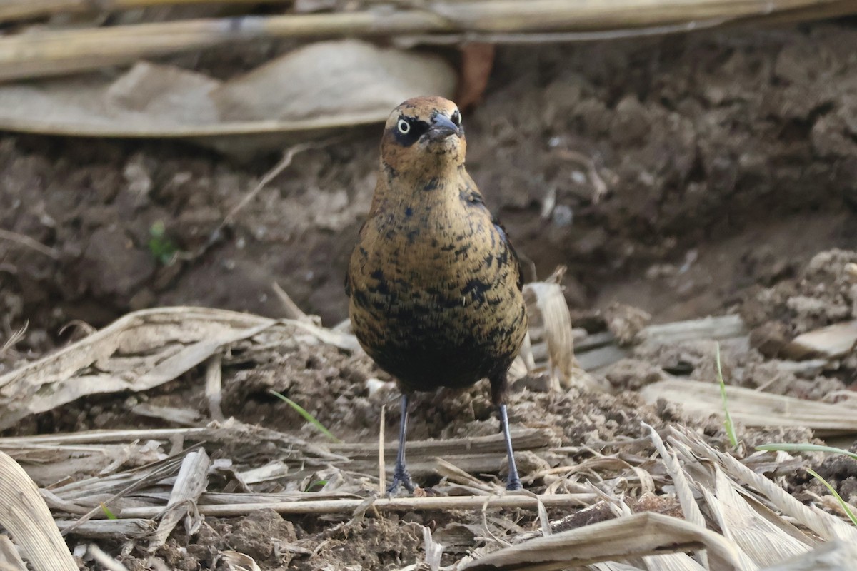 Rusty Blackbird - ML646222282