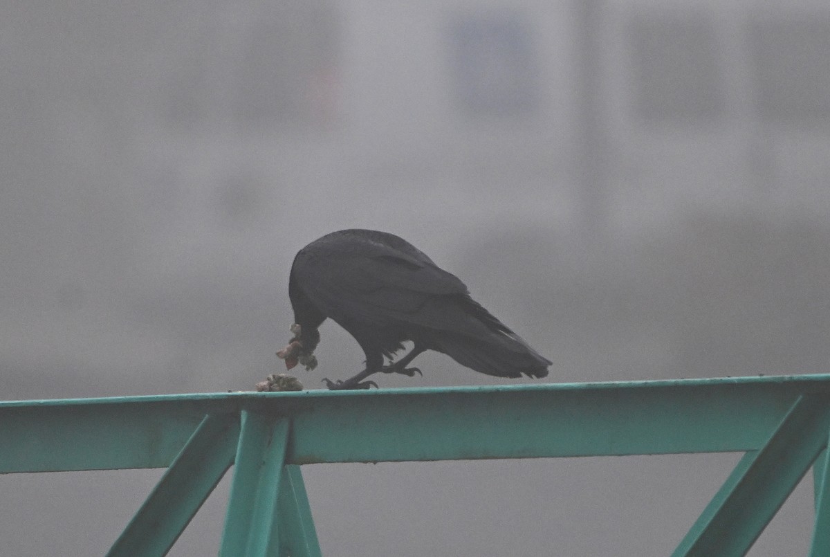 Common Raven - ML646222283