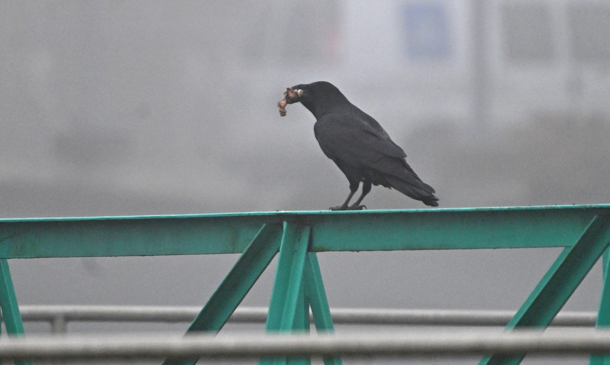 Common Raven - ML646222284