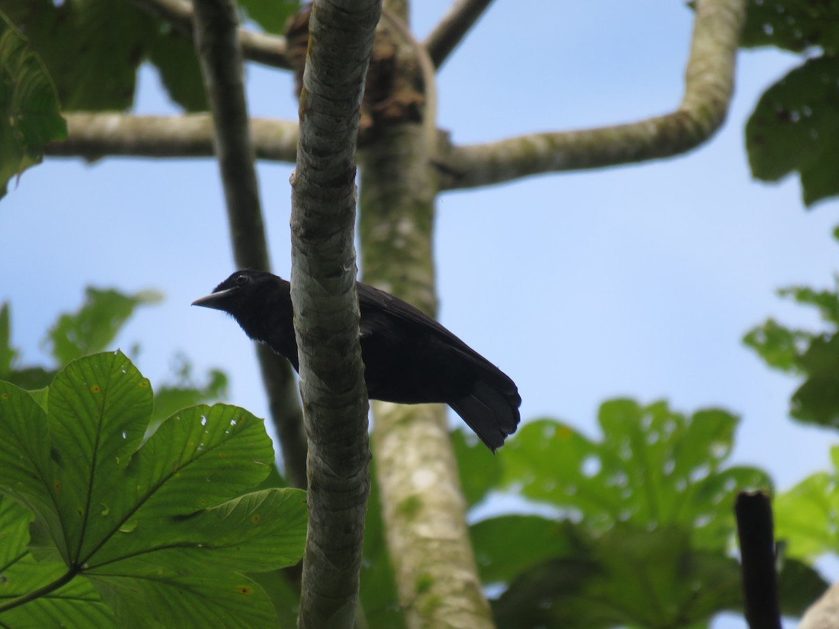 Purple-throated Fruitcrow - ML646222285