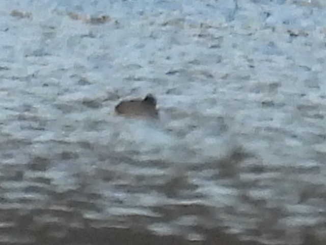 鴨亞科(鴨類) - ML646222286