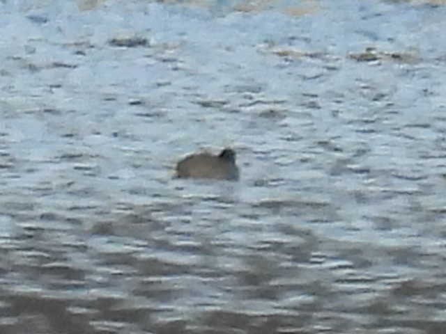 鴨亞科(鴨類) - ML646222287