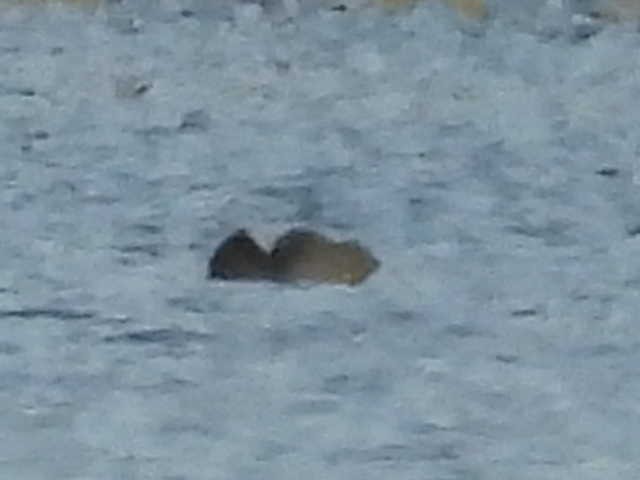 鴨亞科(鴨類) - ML646222288