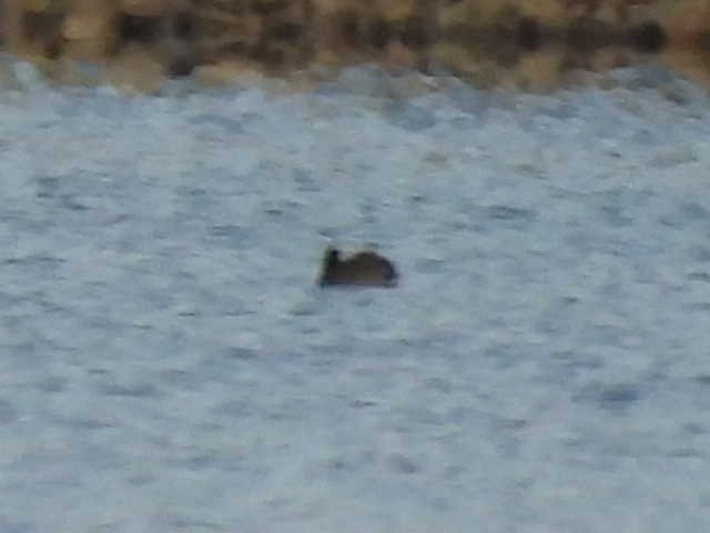 鴨亞科(鴨類) - ML646222289