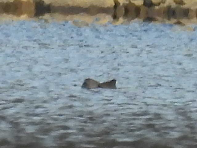 鴨亞科(鴨類) - ML646222290