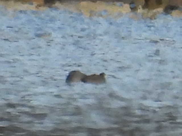 鴨亞科(鴨類) - ML646222291