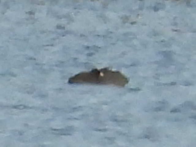 鴨亞科(鴨類) - ML646222292