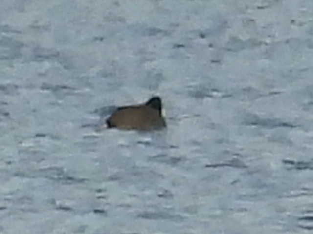 鴨亞科(鴨類) - ML646222293