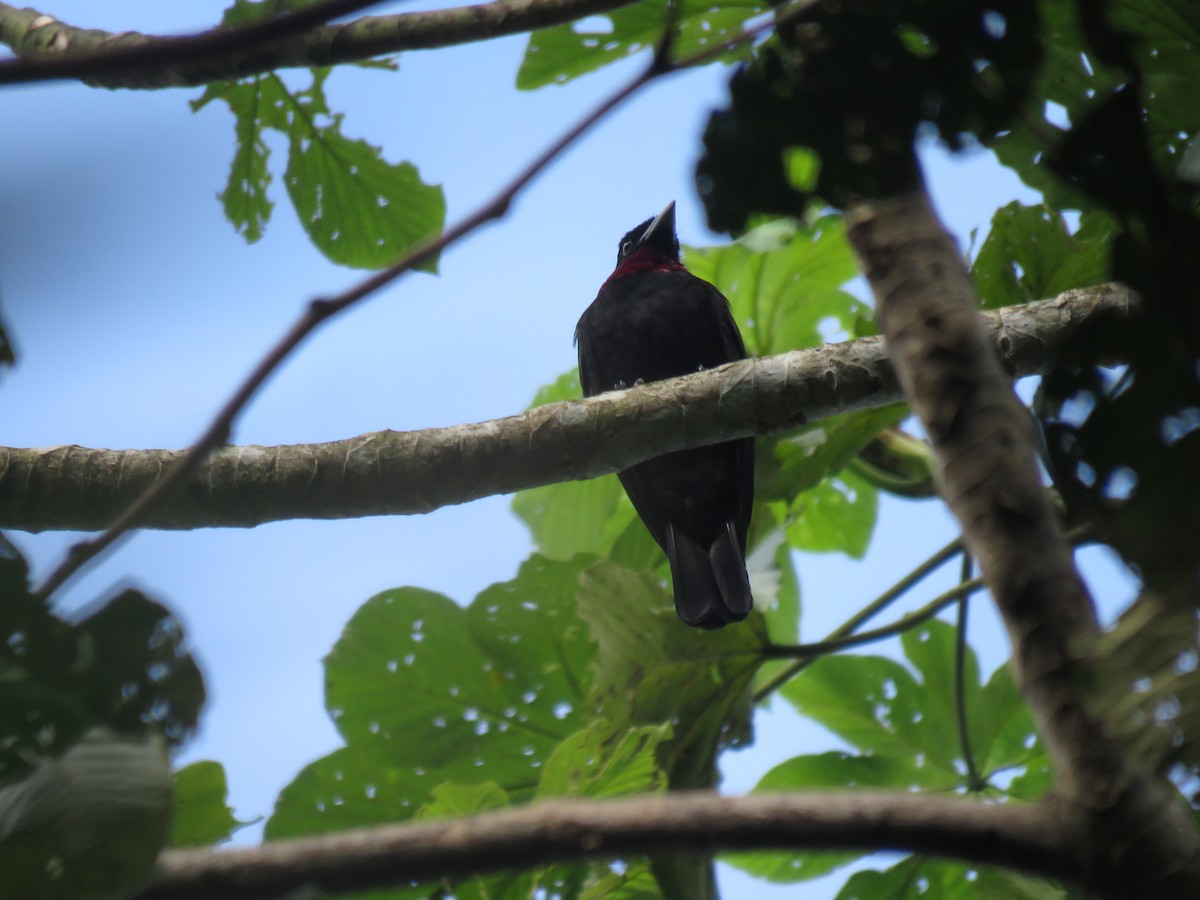 Purple-throated Fruitcrow - ML646222294