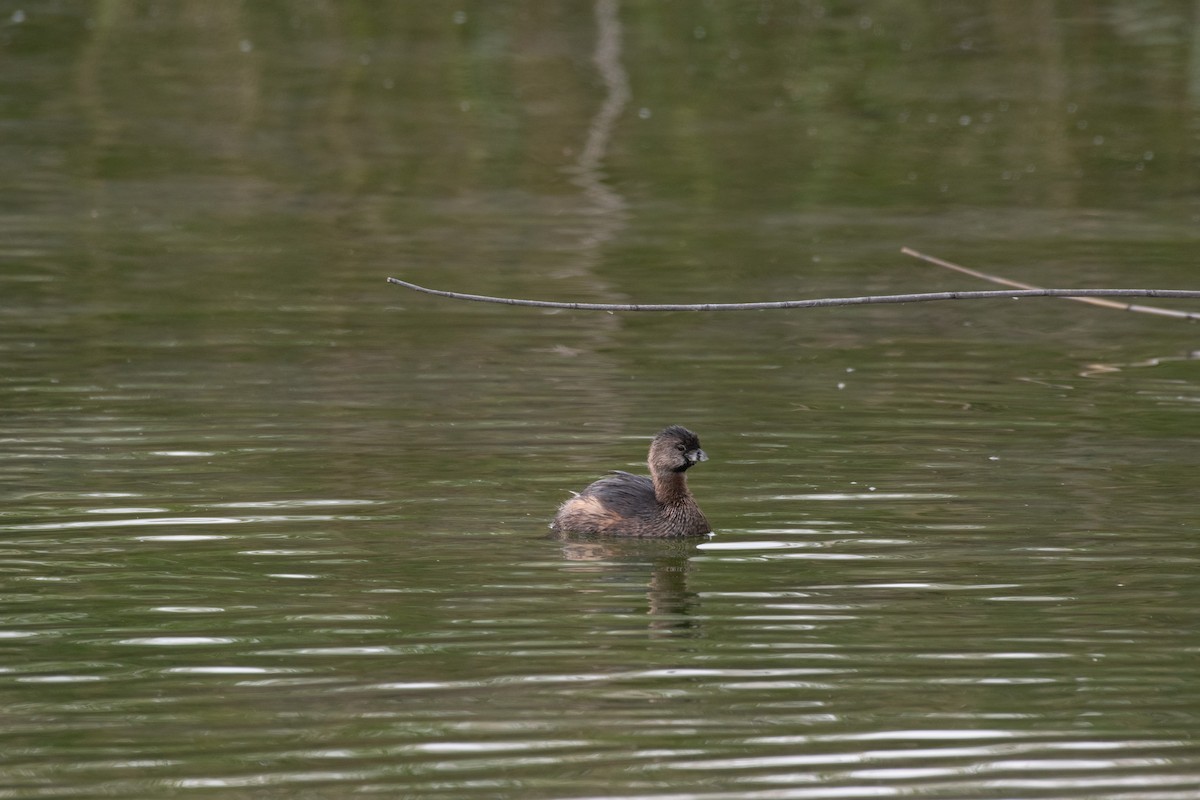 Pied-billed Grebe - ML646222296