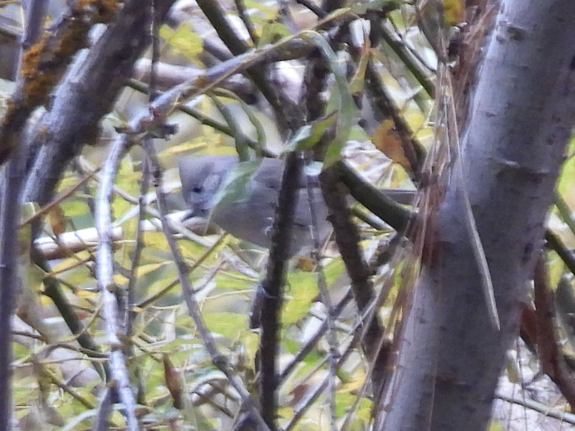 Oak Titmouse - ML646222297