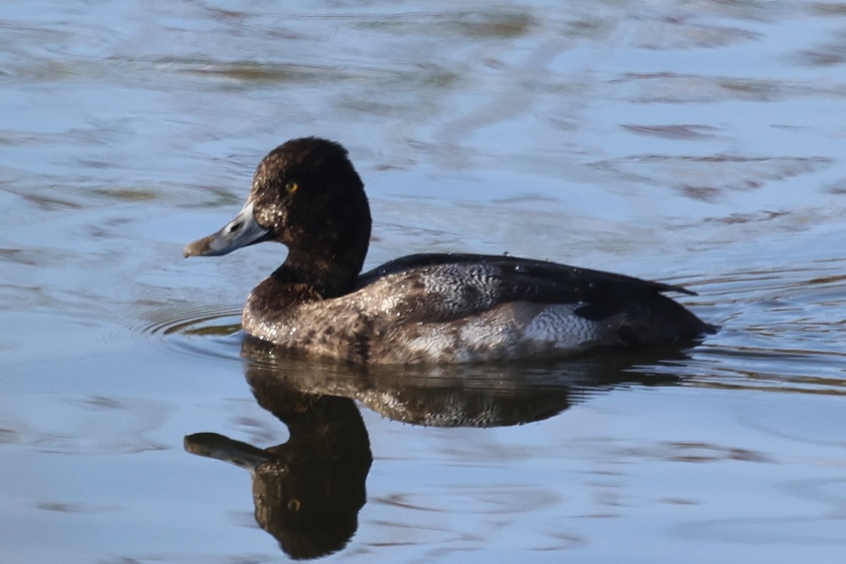 Ruddy Duck - ML646222298