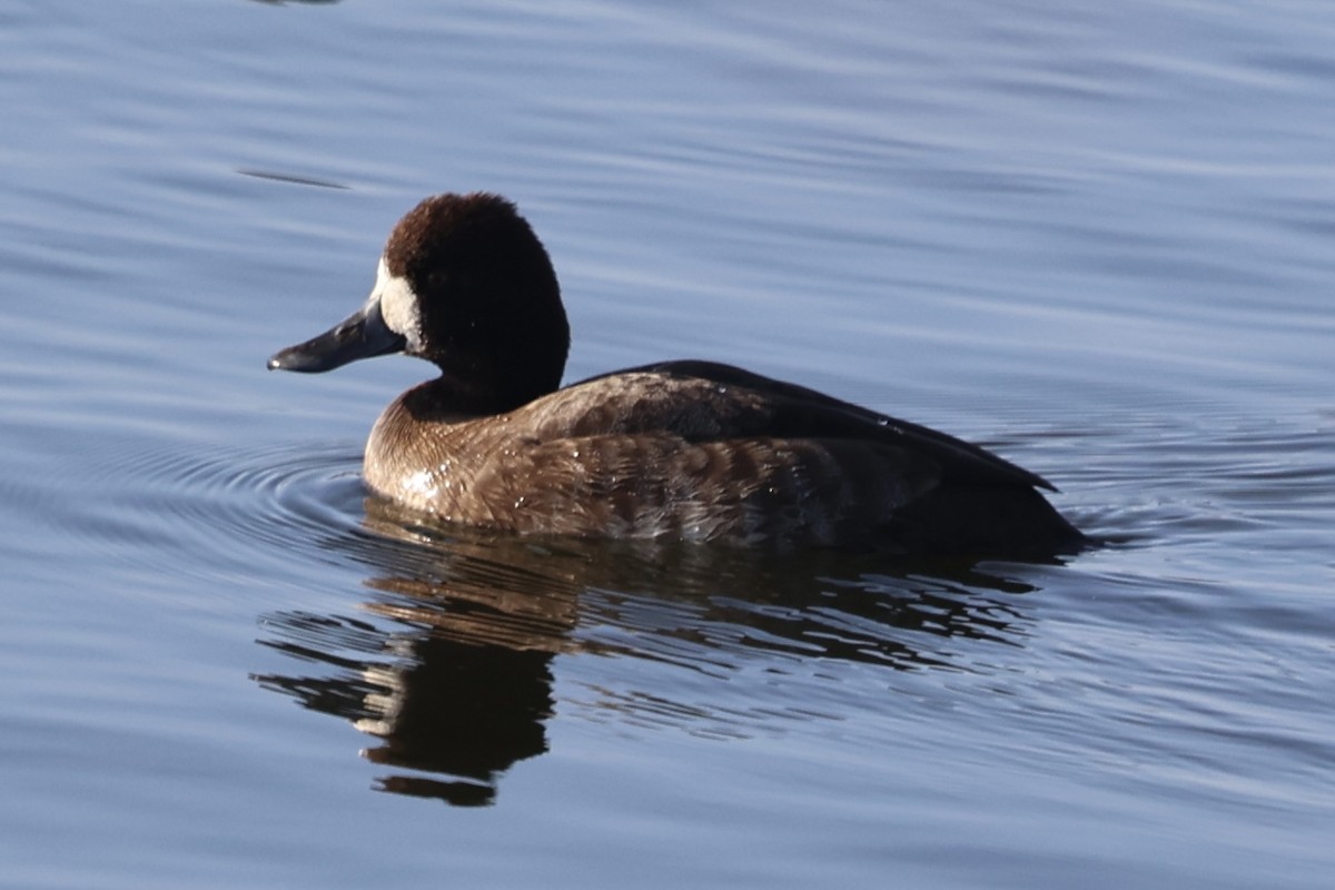 Ruddy Duck - ML646222299