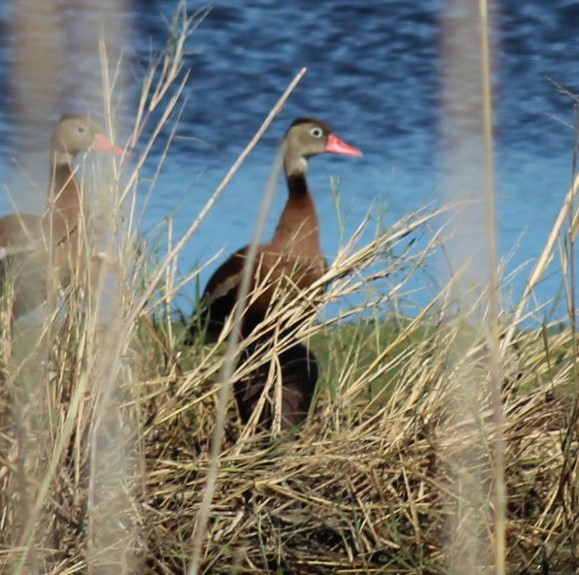 Black-bellied Whistling-Duck - ML646222300
