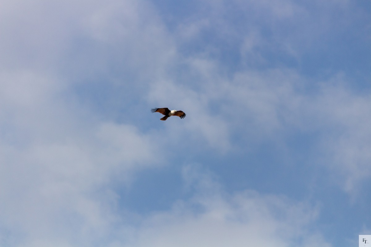 栗鳶 - ML646222302