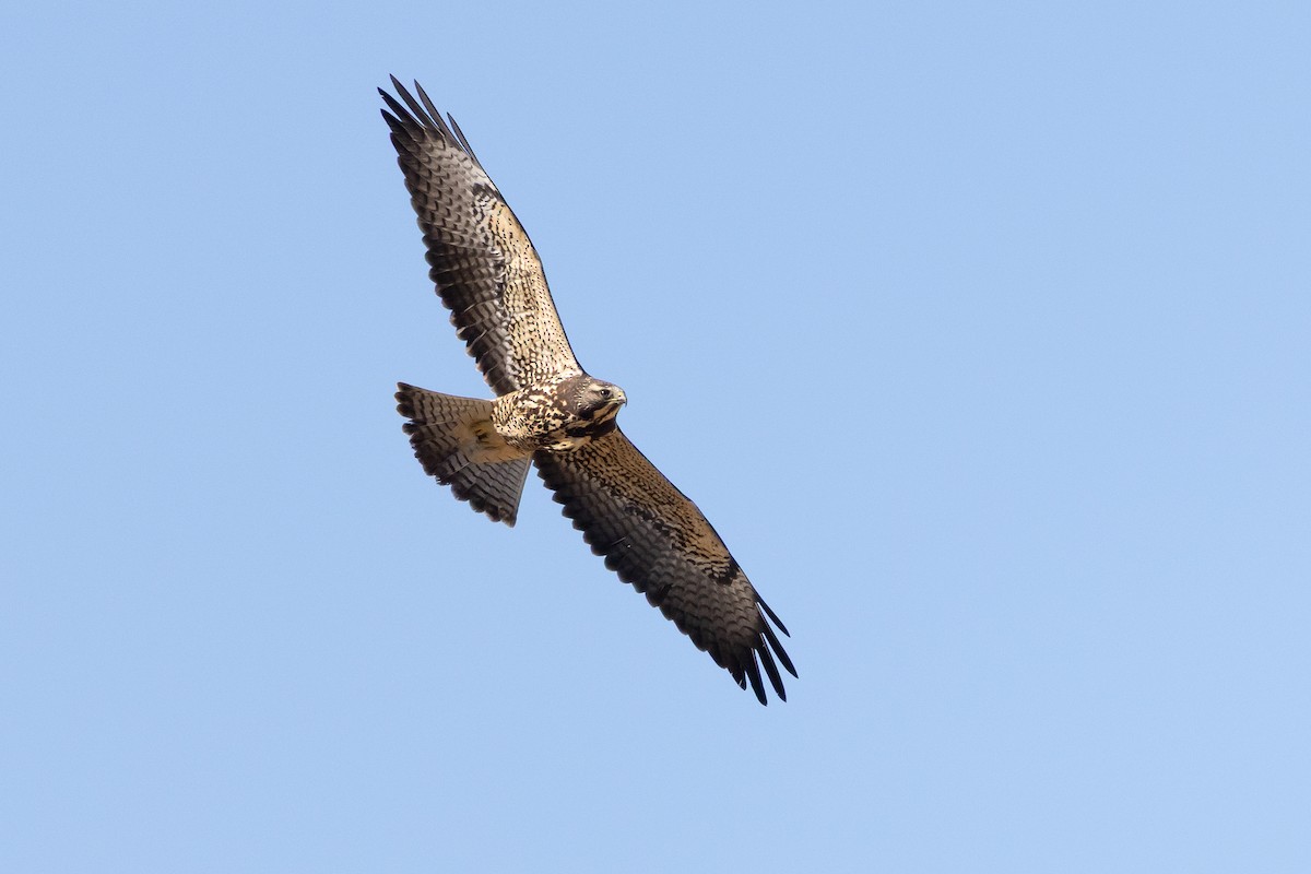 Swainson's Hawk - ML646222303