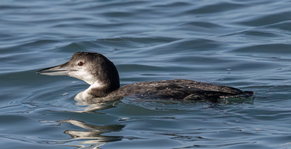 Common Loon - ML646222304