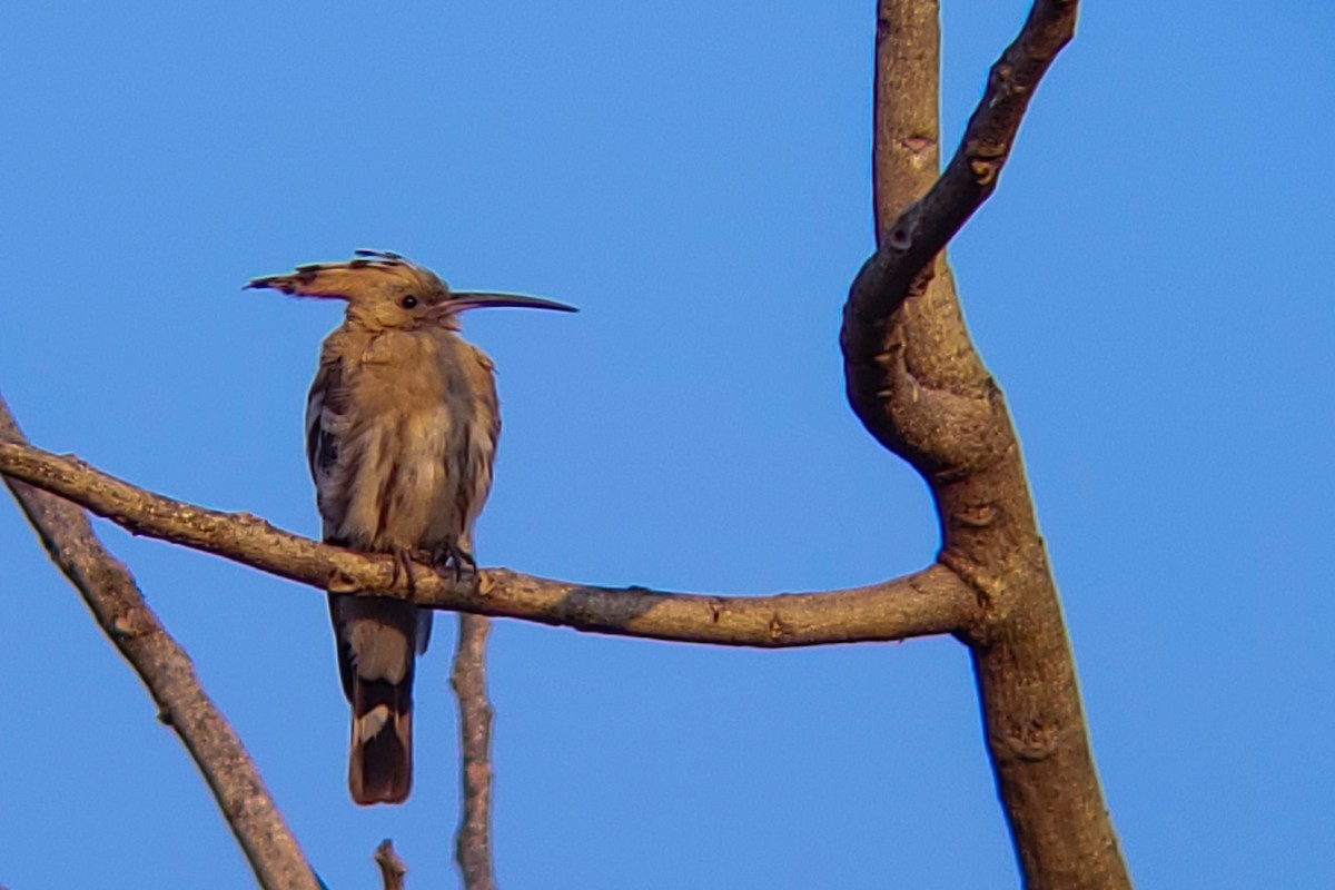 戴勝 - ML646222306