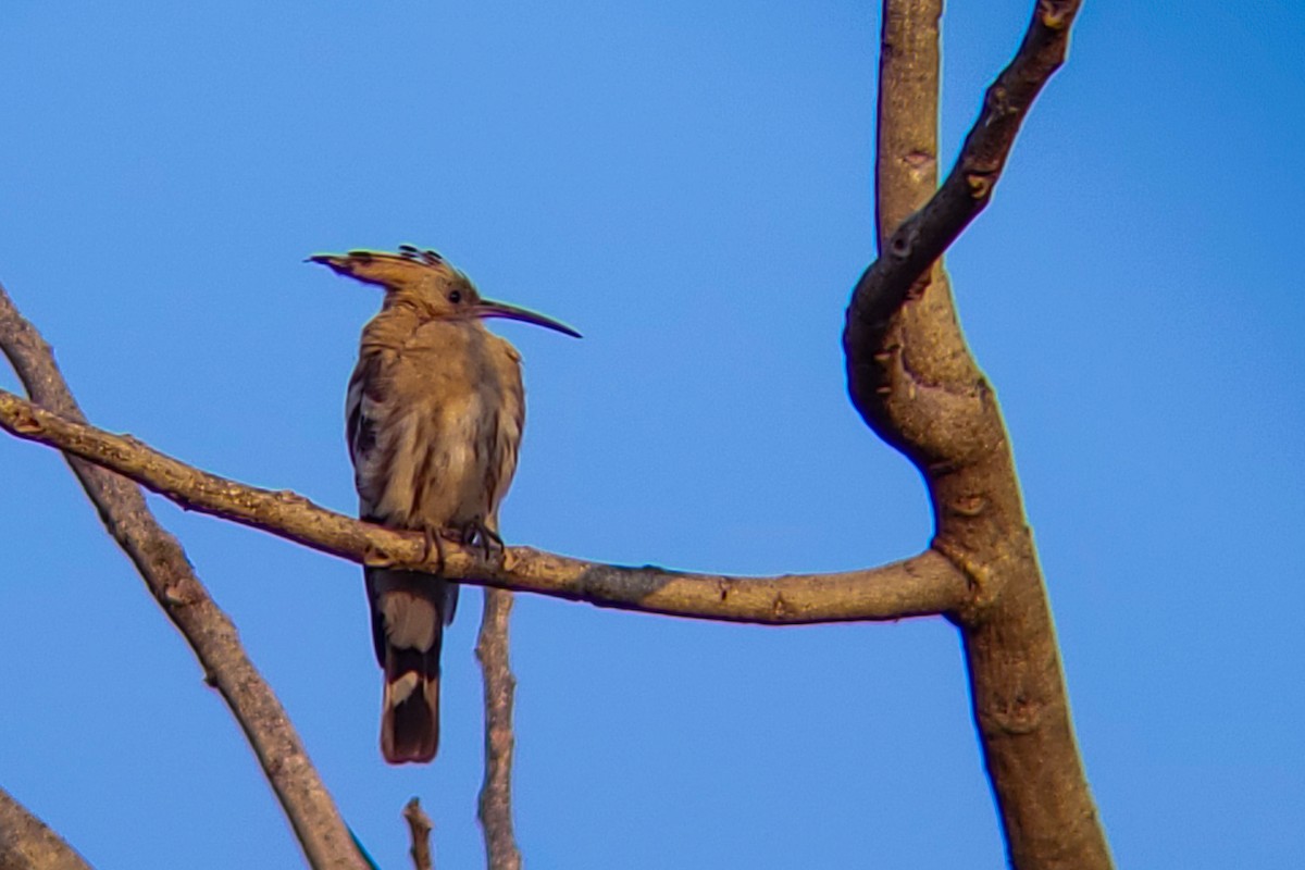 戴勝 - ML646222307