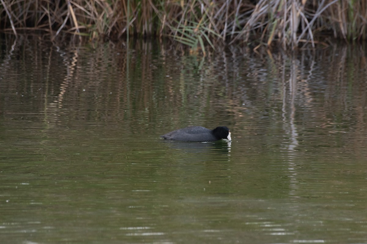 American Coot - ML646222308