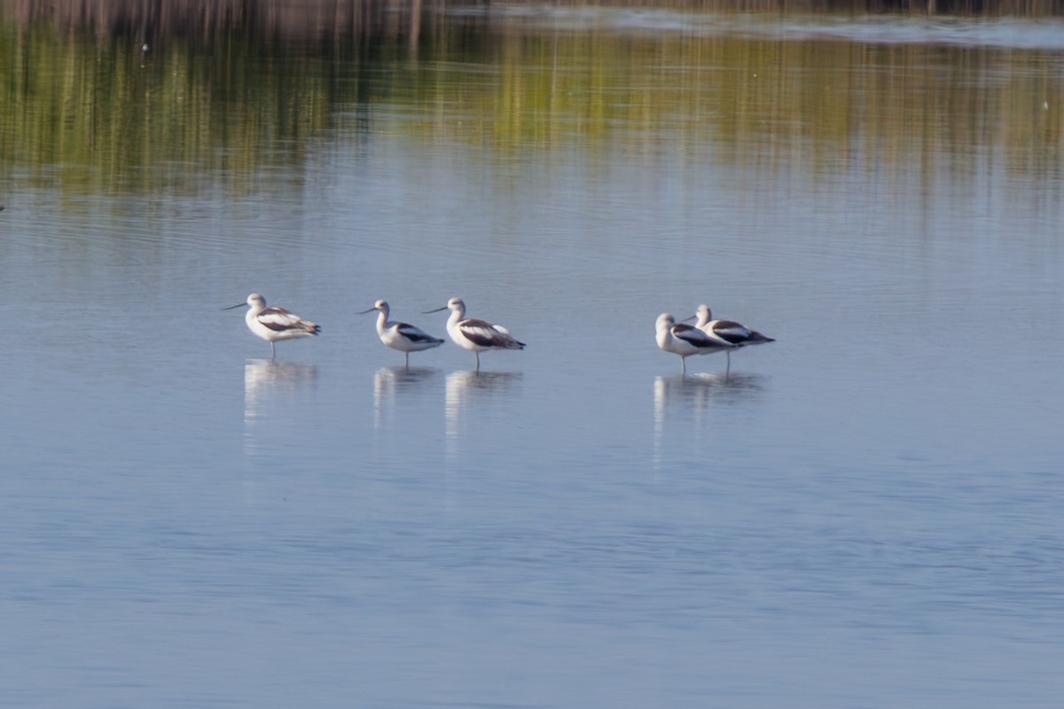 American Avocet - ML646222318