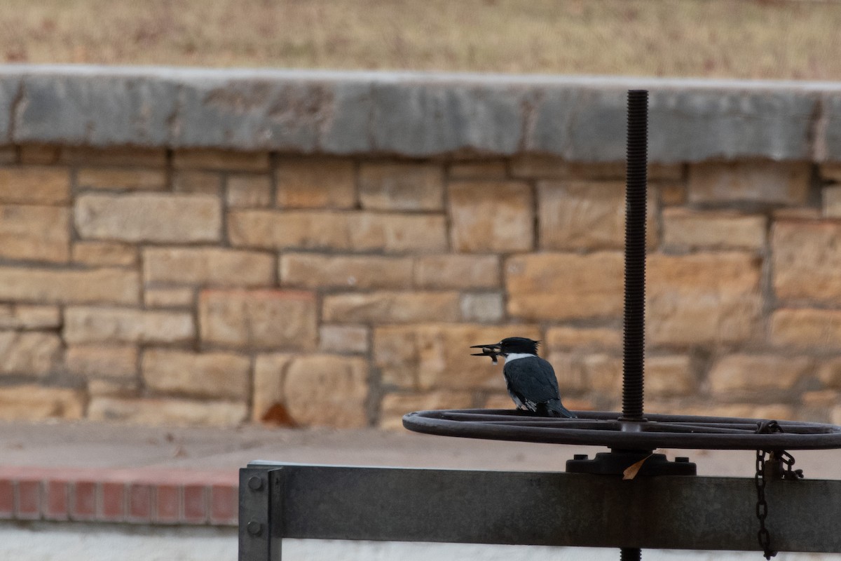 Belted Kingfisher - ML646222320