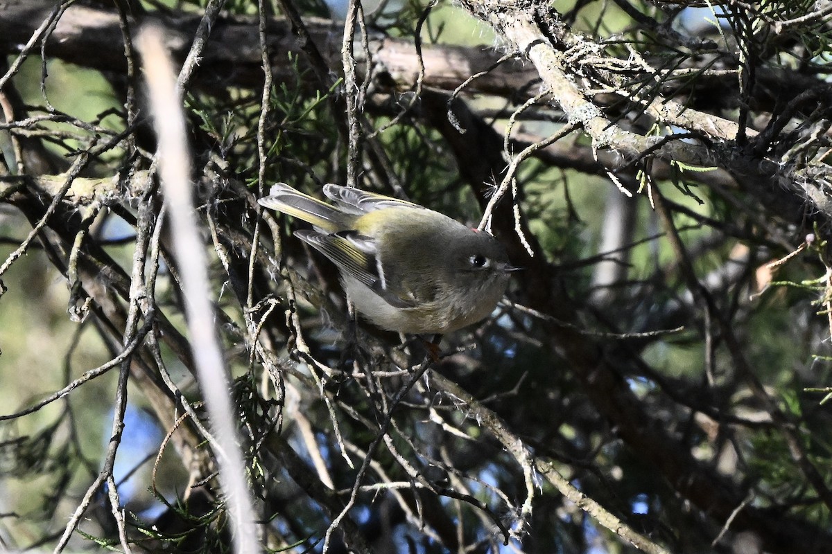 ルビーキクイタダキ - ML646222323