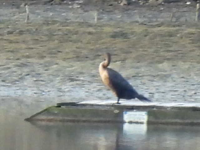 Ушастый баклан - ML646222330