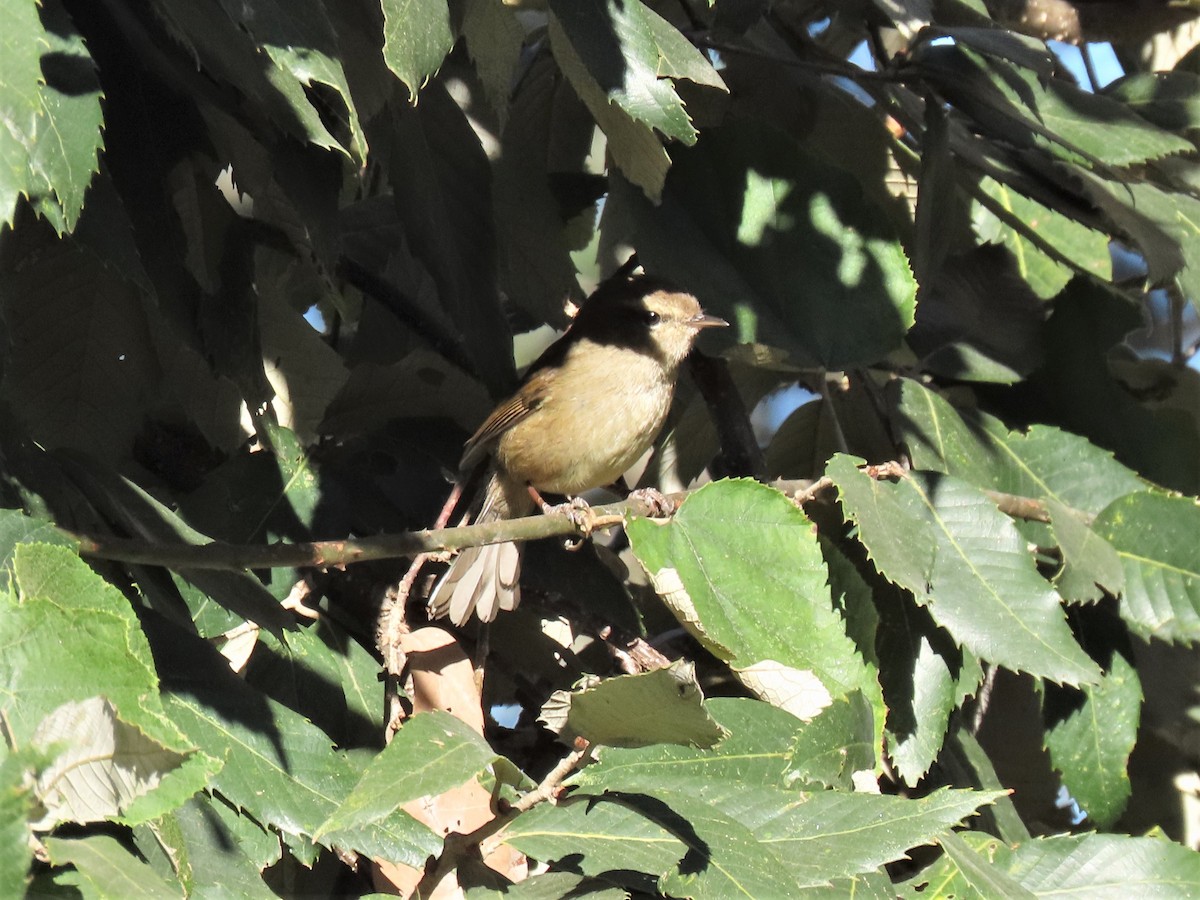 Brownish-flanked Bush Warbler - ML646222331