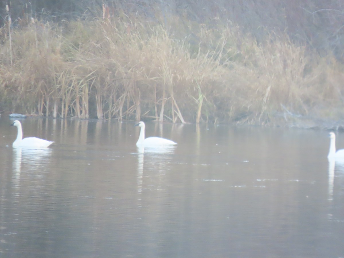 Tundra Swan - ML646222336