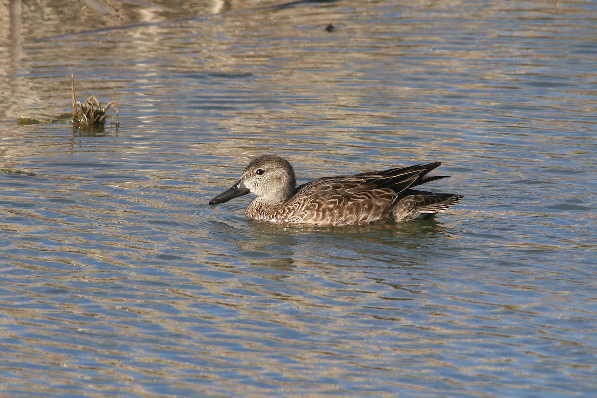 Blue-winged Teal - ML646222341