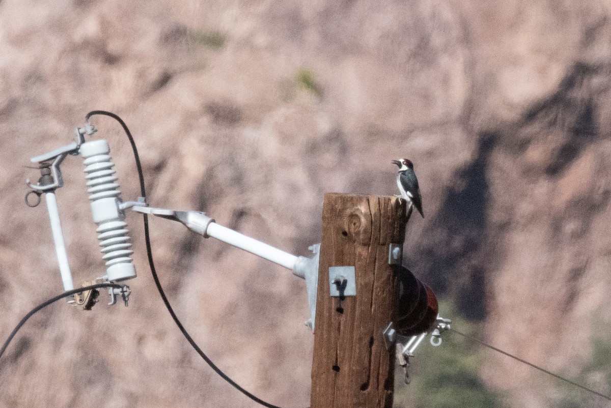Acorn Woodpecker - ML646222342